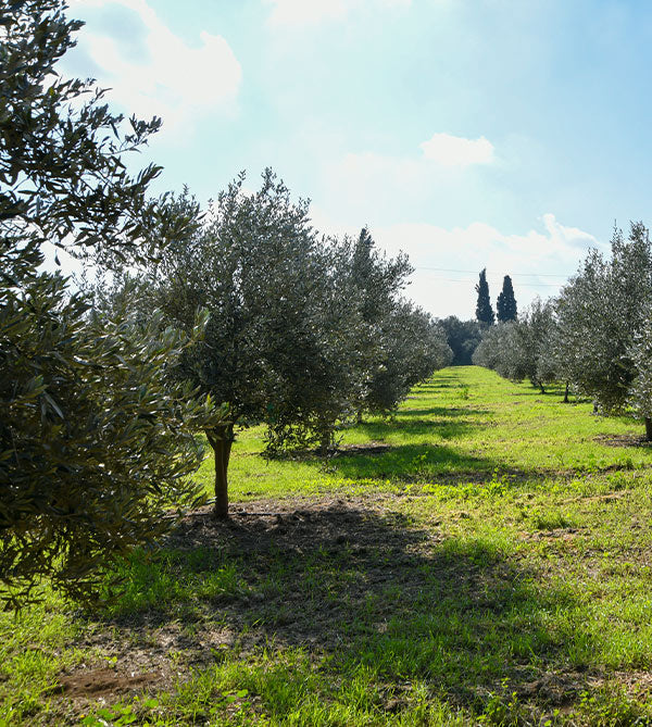 Strakka Organic High Phenolic Extra Virgin Olive Oil, Limited Edition 250ml 2026